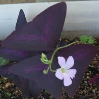 この 葉が蝶の羽みたいな花の名前はなんですか 花と葉は 別 Yahoo 知恵袋