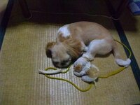 犬の塗り薬の事で教えて下さい 我が家の犬が動物病院で塗り薬を Yahoo 知恵袋