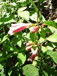 植物の質問です ホタルブクロについて教えて下さい 夏に咲くホタルブクロです Yahoo 知恵袋