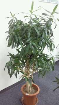 観葉植物初心者です この観葉植物の名前 育て方を教えて下さい 新しく勤務し Yahoo 知恵袋