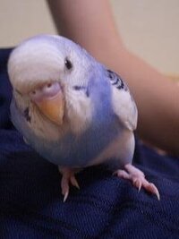 インコの怪我 ペットのセキセイインコが犬に噛まれて怪我をしまし Yahoo 知恵袋