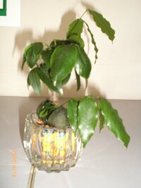 小さな観葉植物などを見栄えがよくなるように入れ物に入れる容器の名前なんていいま Yahoo 知恵袋