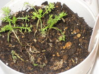 カモミールの花は生で食えるか今年からカモミールを育てようと思っていま Yahoo 知恵袋