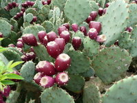 ウチワサボテンの実で 食べられる物があると聞きました でもそのサボテンの Yahoo 知恵袋