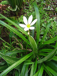 クロッカスとサフランの見分け方を教えて下さい 余り植物には詳しくないの Yahoo 知恵袋
