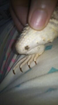 フトアゴヒゲトカゲの病気 フトアゴヒゲトカゲの内腿に画像のように Yahoo 知恵袋