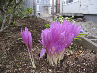 この花の名前教えてください 北海道です いつも９月下旬に咲きだし Yahoo 知恵袋