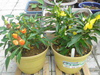 花こしょう植えました 育て方のコツなど教えて下さい 花こ Yahoo 知恵袋