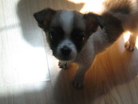 犬を飼いたいのですが ミニチュアピンシャーにするか ミニピンとチワワ Yahoo 知恵袋
