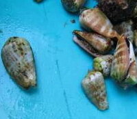 変わった貝 この貝分かりますか 食べられますか 食べられるなら調理法も教え Yahoo 知恵袋