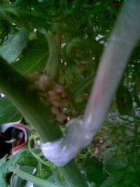 ミニトマトをプランターで育てています この虫の卵のような物は何ですか 枝と Yahoo 知恵袋