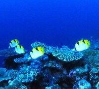 この魚の群れの名前を教えてください チョウチョウウオの仲間のよう Yahoo 知恵袋