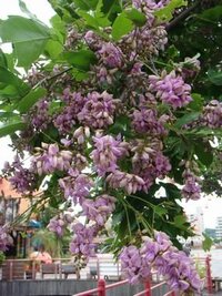 この花の名前を教えてください １０月の沖縄で満開になってた街路樹 Yahoo 知恵袋