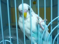 うちのセキセイインコの鼻の色はピンク色です 雌なのでしょうか 雄 Yahoo 知恵袋