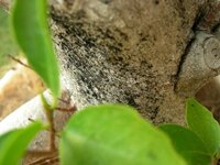 ガジュマルに黒い粉 カビのように思います 日の当たりにくい Yahoo 知恵袋