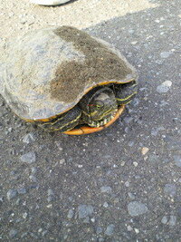 亀を拾いました 今日道端で亀を拾いました 道路のど真ん中を横断していて車に Yahoo 知恵袋