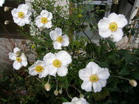 この白いコスモスに似た形の花は何でしょう コスモスと違い肉厚です 秋 Yahoo 知恵袋