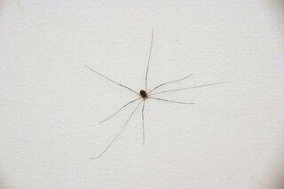 足の長いクモ 足の長い蜘蛛 夢