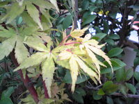 モミジの葉の斑点 画像が鮮明でなくて申し訳ないのですが モミ Yahoo 知恵袋