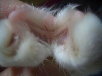 猫の足の裏に黒い斑点があります 足といっても水かきの部分なんですが Yahoo 知恵袋