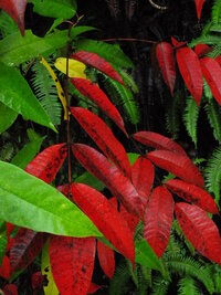 この植物の名前教えて 赤い葉っぱの方です ハゼノキに見えます Htt Yahoo 知恵袋