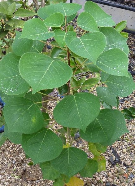 庭に勝手に生えてきたんですが、何の植物か分かる方いらっさいませんか