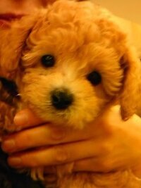 2文字で可愛いorオシャレな犬の名前を教えてください 日本語よ Yahoo 知恵袋