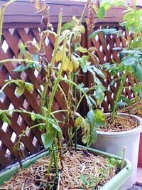 ジャガイモの花が咲かなかった株は実が出来ていないのでしょうか それ Yahoo 知恵袋