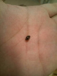 メダカの水槽に 貝がいました メダカを飼っている水槽で なにやら貝らしきも Yahoo 知恵袋