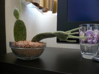 このサボテンなのですが ここから立て直すことが出来ますか またい Yahoo 知恵袋
