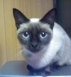 この子は、ラグドールですか？シャム猫ですか？新しく入った我が家の 