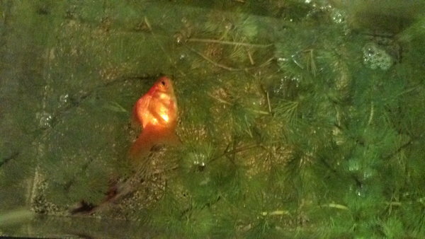 金魚の寝方 金魚を飼いだして半年経つのですが １匹いつも夜になると画 Yahoo 知恵袋