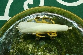 手巻きタバコの巻き方についての質問です どうしても気になるので質問さ Yahoo 知恵袋