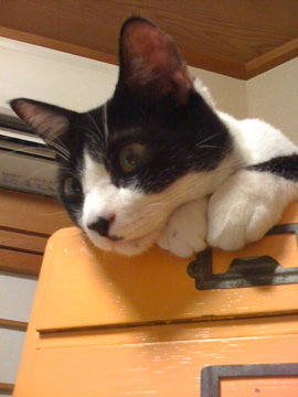 5歳の雌猫が慢性的な下痢で困っています。１日5〜8回ほどドロドロの便 