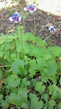 この丸い葉のお花はスミレでしょうか 金蓮花みたいな葉で 花の茎が Yahoo 知恵袋