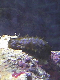 これはナマコですか 汗 ライブロックの穴に居て 暫くすると出てきたコレは Yahoo 知恵袋