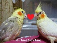 私のｐｃの壁紙は現在 愛するオカメインコさん達です 下の画像 Yahoo 知恵袋