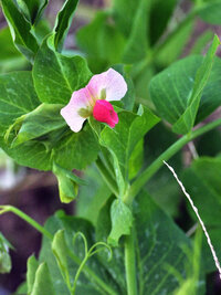 エンドウの花に似た植物がしりたいです エンドウ豆のなかま みたいな植物があ Yahoo 知恵袋