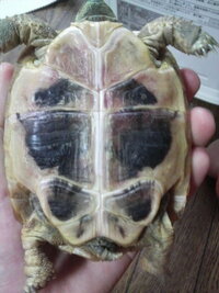 リクガメの転倒対策について 飼育者の皆様に質問です 昨日 Yahoo 知恵袋