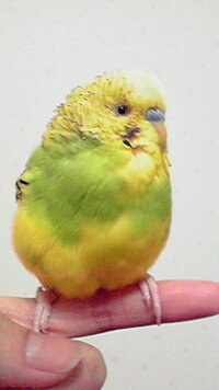 セキセイインコを飼っているのですが 鳴き声の意味を教えていただきたいの Yahoo 知恵袋
