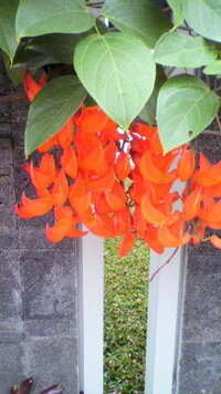 この花の名前 分かる方教えてください 緑色のは ヒスイかずら Yahoo 知恵袋