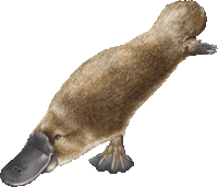 カモノハシ の祖先は何ですか 生物学的に見て 珍しい生き物 Yahoo 知恵袋