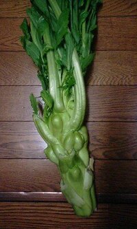 生ザーサイの味 ５日ほど前にザーサイを収穫し 軽く炒めて食べてみ Yahoo 知恵袋