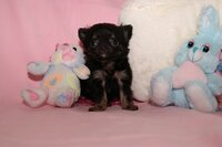 写真を見てわかると思うのですが前足が外側に曲がっています 自分で Yahoo 知恵袋