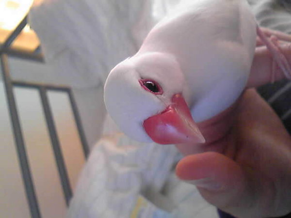 動機 文鳥 くちばし 白い