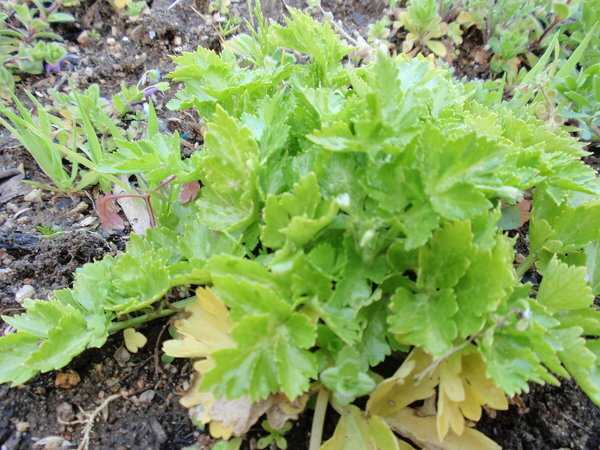 昨秋 庭に植えたセロリの茎が伸びません 肥料不足ですか 地 Yahoo 知恵袋