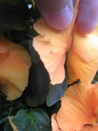 パンジーの花びらが虫食い この時期に毎年パンジーの苗を庭に植える Yahoo 知恵袋