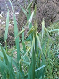 ウサギの食事のことで質問です 春の野草 紫色の可憐な花をつけるスミレ Yahoo 知恵袋