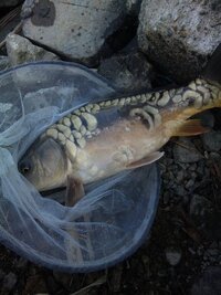 魚の鱗 魚の鱗が気持ち悪いです 何て言うんでしょう あの音 鱗 全てが気持ち悪 Yahoo 知恵袋