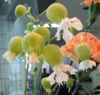 お花の名前を教えてください 花瓶に生けてあったのですが 緑の袋状 Yahoo 知恵袋